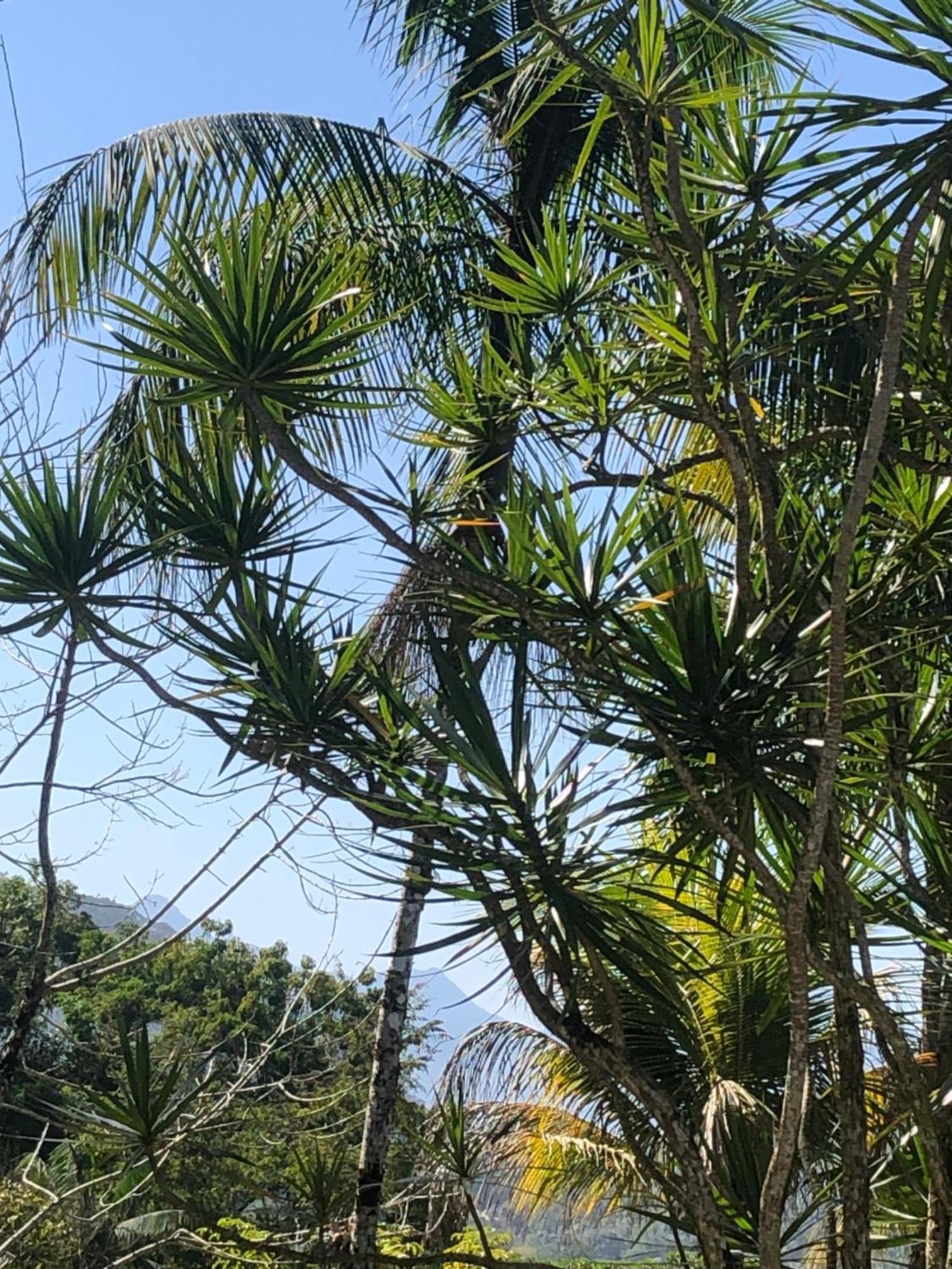 Casa Amarela Prumirim Ubatuba Eksteriør bilde